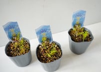 【人気のオージープランツ】メラレウカ・レボリューションゴールド ｜ 鮮やかな黄金葉 常緑樹 庭木 シンボルツリー オーストラリア植物 ガーデニング｜メラレウカレボリューションゴールド