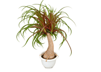 観葉植物 トックリラン（ポニーテール）レア個体 8号（高さ約80cm）：ﾄｯｸﾘﾗﾝ (ﾎﾟﾆｰﾃｰﾙ) ﾄｯｸﾘﾗﾝ 8号
