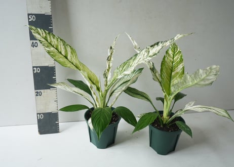 斑入りスパティフィラム 5号｜美しい白斑が魅力の希少観葉植物 育てやすいインテリアグリーン｜ｽﾊﾟﾃｨﾌｨﾗﾑ (ﾌｲﾘ) ｽﾊﾟﾃｨ　お盆　お供え　ギフト