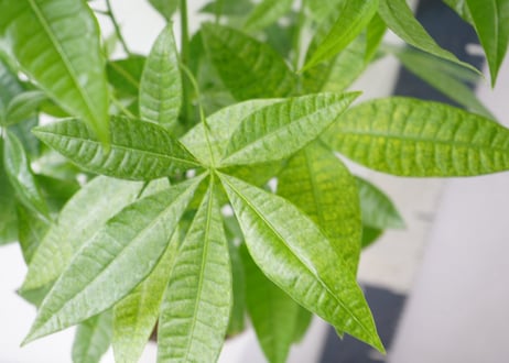 パキラ 7号：空間を美しく彩る、観葉植物の王様。万能なシンボルツリー　ﾊﾟｷﾗ パキラ 7号