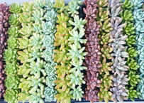ﾀﾆｸｼｮｸﾌﾞﾂ 多肉植物1寸