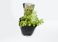 多肉植物 コチレドン・ペンデンス 3号（高さ約15cm）