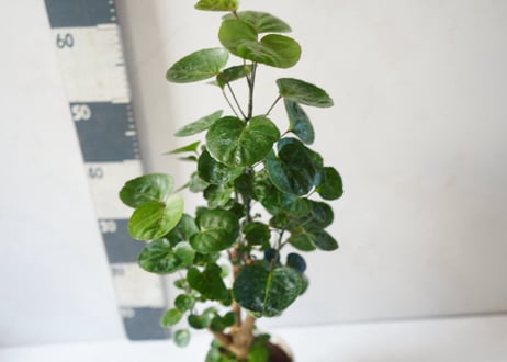 ポリシャス 5号｜繊細な葉が涼しげな株立ちの観葉植物：ﾎﾟﾘｼｬｽ ﾎﾟﾘｼｬｽ 5号