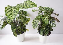 カラテア マコヤナ（Calathea makoyana / マコヤナ・ピーコックプラント）～孔雀の羽のような幻想的な模様が目を惹く、美しい「動く葉」の観葉植物～ 5号