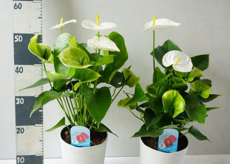 アンスリウム サモラ 6号鉢｜清潔感あふれる純白の花 存在感あるインテリアグリーン　お盆　お供え　供養花｜ｻﾓﾗ アンス 6号