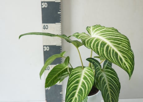 キサントソーマ（アロカシア）5号｜美しい葉脈が魅力の熱帯観葉植物・インテリアグリーン・初心者にもおすすめ｜ｷｻﾝﾄｿｰﾏ ｱﾛｶｼｱ 5号