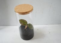 ジュエルオーキッド ガラス容器２０㎝仕立て（Jewel Orchid）～宝石のように輝く葉脈が魅惑的な、ガラス瓶のなかの小さな神秘～
