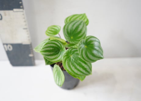 ペペロミア・サンデルシー（スイカペペ）3.5号｜スイカ模様の丸い葉がかわいい観葉植物：ｻﾝﾃﾞﾙｼｰ(ｽｲｶﾍﾟﾍﾟ) ﾍﾟﾍﾟﾛﾐｱ 3.5号