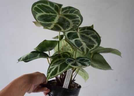 アンスリウム ドラヤキ マグニフィカム（Anthurium dorayaki × magnificum）～肉厚な質感と美しい葉脈が際立つ、極上のボタニカルアート～ﾄﾞﾗﾔｷ･ﾏｸﾞﾆﾌｨｶﾑ 5号
