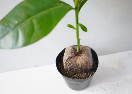 バーリングトニア（ゴバンノアシ）4号は、大きな実から芽が出る珍しいマングローブの一種の観葉植物ﾊﾞｰﾘﾝｸﾞﾄﾆｱ 他観葉 4号