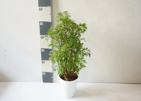 ポリシャス 5号｜繊細な葉が涼しげな株立ちの観葉植物：ﾎﾟﾘｼｬｽ ﾎﾟﾘｼｬｽ 5号