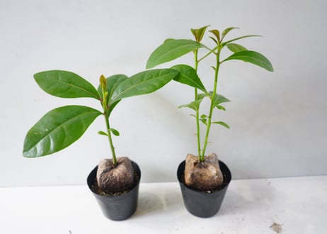 バーリングトニア（ゴバンノアシ）4号は、大きな実から芽が出る珍しいマングローブの一種の観葉植物ﾊﾞｰﾘﾝｸﾞﾄﾆｱ 他観葉 4号