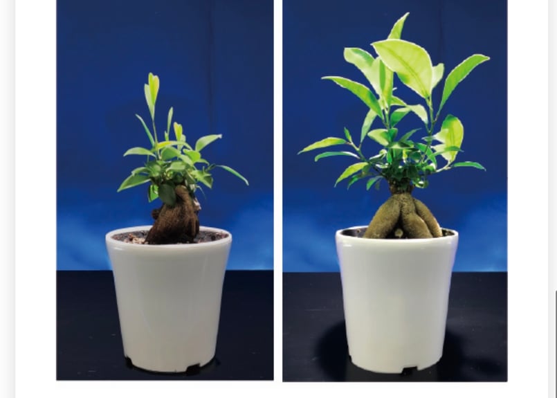 Ever Sun 365 ホワイト 植物育成LEDライト 24W E26口金：EVERSUN3