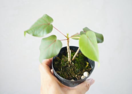 ペティオラリス 3号：赤ウンベラータの愛称で親しまれる、塊根を纏う魅惑のコーデックス・グリーン　ﾍﾟﾃｨｵﾗﾘｽ 他観葉 3号