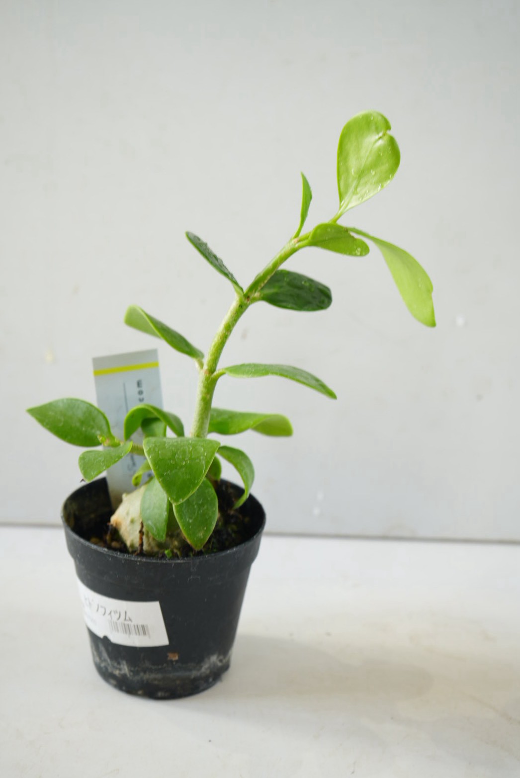 ヒドノフィツム 蟻の巣玉 Hydnophytum formicaruヒドノフィツム 2.5号｜