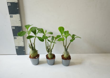 アデニウム 多肉植物 3号｜ぷっくり膨らむ塊根が個性的な「砂漠のバラ」：ｱﾃﾞﾆｳﾑ 多肉植物 3号