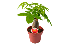 観葉植物 パキラ 4号（高さ約30cm）