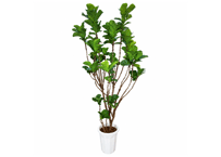 【飯塚市近郊限定】観葉植物 カシワバゴムノキ 'バンビーノ' 10号（高さ240～250cm）：ｶｼﾜﾊﾞｺﾞﾑ 'ﾊﾞﾝﾋﾞｰ 他観葉 10号