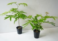 エバーフレッシュ 4号（直径12cm）｜卓上・棚置きにピッタリ！初心者にもおすすめの観葉植物 ギフト・インテリアに| ｴﾊﾞｰﾌﾚｯｼｭ 他観葉 4号