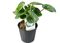 観葉植物 ペペロミア・アルギレイア（スイカペペ） 3.5号（高さ約20cm）