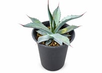 観葉植物 アガベ・アメリカーナ（リュウゼツラン）（高さ約25cm）：アメリカーナ アガベ