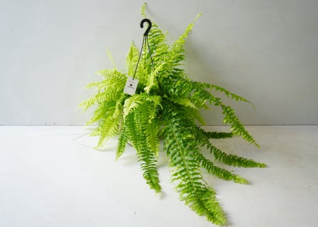 シダ タイガーファン 5号 ハンギング｜吊り下げで楽しむ個性的な観葉植物｜インテリアグリーン