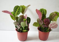 マランタ レウコネウラ 4号鉢｜赤い葉脈と裏紫が美しいエキゾチックな葉模様 祈る植物（プレイヤープラント）カラテア類｜ﾏﾗﾝﾀ ｶﾗﾃｱ類 4号