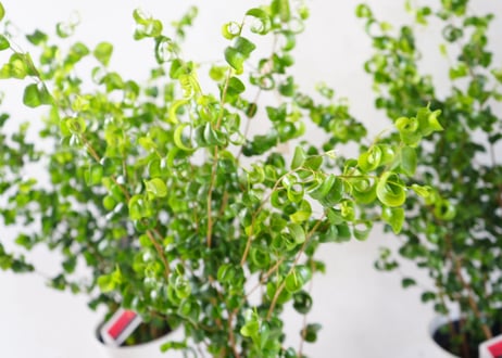 ベンジャミン バロック（Ficus benjamina 'Barok'）～くるりとカールした葉が愛らしい、インテリアに映えるモダンなアートグリーン～　ﾊﾞﾛｯｸ ﾍﾞﾝｼﾞｬﾐﾝ 6号