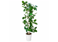 【飯塚市近郊限定】観葉植物 ベンガルボダイジュ（フィカス・ベンガレンシス） 10号（高さ180～200cm）：ﾍﾞﾝｶﾞﾙﾎﾞﾀﾞｲｼﾞｭ(= 他観葉 10号
