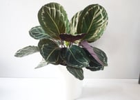 カラテア・ジャングルローズ　Calathea 'Jungle Rose' ～熱帯の息吹を宿す、深淵なる葉模様ｼﾞｬﾝｸﾞﾙﾛｰｽﾞ ｶﾗﾃｱ類 7号