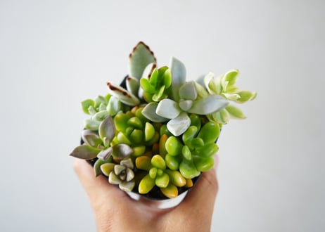 ﾀﾆｸｼｮｸﾌﾞﾂ 多肉植物 3号　多肉植物 エケベリア アソート（Echeveria mix / エケベリアMIX）～まるで宝石のように重なり合う、麗しのロゼット・コレクション～