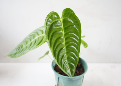 アンスリウム ベイチー（Anthurium veitchii）～波打つメタリックな長葉が優雅に垂れ下がる、極上の美しさを誇るキング・オブ・アンスリウム～