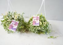 ディスキデア 'ヌンムラリア バリエガータ' 3号（Dischidia nummularia variegata）～丸く愛らしいコイン型の葉に美しい斑～ﾃﾞｨｽｷﾃﾞｨｱ N｡ﾊﾞﾘｴ 多肉植物 3号