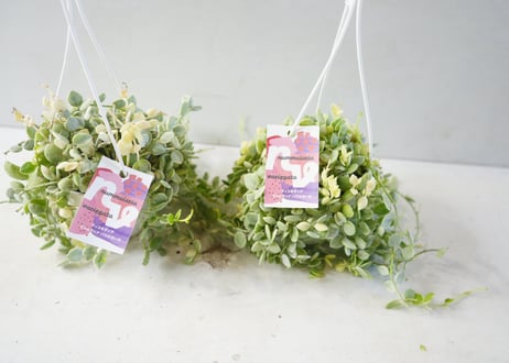 ディスキデア 'ヌンムラリア バリエガータ' 3号（Dischidia nummularia variegata）～丸く愛らしいコイン型の葉に美しい斑～ﾃﾞｨｽｷﾃﾞｨｱ N｡ﾊﾞﾘｴ 多肉植物 3号