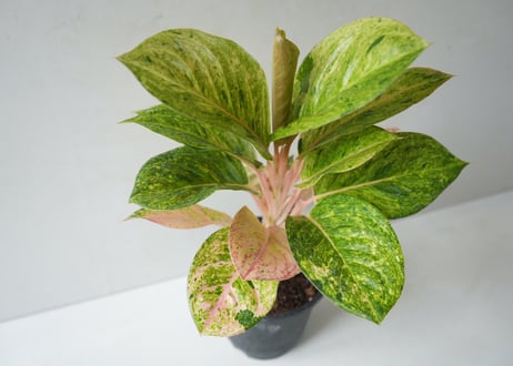 アグラオネマ 'ピンクイメリタス' 5号｜美しいピンク葉の希少観葉植物 おしゃれなインテリアグリーン｜ﾋﾟﾝｸｲﾒﾘﾀｽ ｱｸﾞﾗｵﾈﾏ 5号