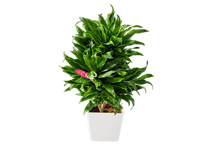観葉植物 ドラセナ・コンパクタ（デレメンシス 'コンパクタ'） 6号（高さ約60cm）