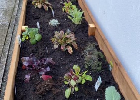 【飯塚市近郊限定】胡蝶蘭・観葉植物の大鉢33,000円でおまかせ