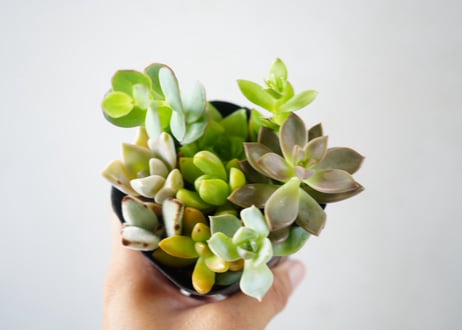 ﾀﾆｸｼｮｸﾌﾞﾂ 多肉植物 3号　多肉植物 エケベリア アソート（Echeveria mix / エケベリアMIX）～まるで宝石のように重なり合う、麗しのロゼット・コレクション～