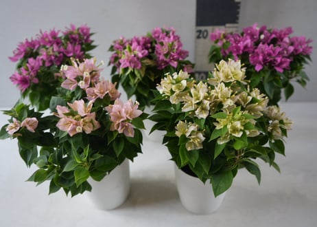 ブーゲンビリア 'コナツ' アソート（Bougainvillea 'Konatsu' mix）～鮮やかな色彩が南国の風を運ぶ、華やかなブーゲンビリアのコレクション～ｺﾅﾂ MIX ブーゲン 3.5号