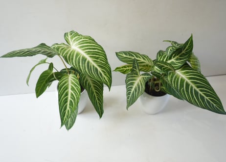 キサントソーマ（アロカシア）5号｜美しい葉脈が魅力の熱帯観葉植物・インテリアグリーン・初心者にもおすすめ｜ｷｻﾝﾄｿｰﾏ ｱﾛｶｼｱ 5号