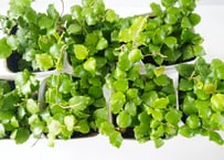 ホヤ エンダウエンシス（Hoya endauensis）～繊細な質感と愛らしい星形の花が魅力の、上品なハンギンググリーン～ｴﾝﾀﾞｳｴﾝｽ ホヤ 4号