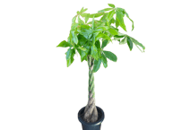 【飯塚市 近郊限定】観葉植物 パキラ 8号（高さ約120cm）