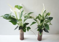 【早期予約受付中・お盆のお供え花】　ガラス観葉寄せ植え｜涼やかなインテリアグリーン お祝い・お供え・季節の贈り物に｜ガラス観葉寄せ植え