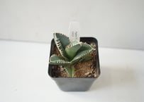 Agave titanota 'South Africa'｜アガベ・チタノタ（南アフリカ輸入株） ～圧倒的な武骨さと、野生の息吹を纏う逸品～ｱｶﾞﾍﾞﾁﾀﾉﾀ ﾐﾅﾐｱﾌﾘ 多肉植物 3号