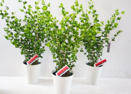 ベンジャミン バロック（Ficus benjamina 'Barok'）～くるりとカールした葉が愛らしい、インテリアに映えるモダンなアートグリーン～　ﾊﾞﾛｯｸ ﾍﾞﾝｼﾞｬﾐﾝ 6号
