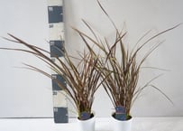 ニューサイラン ‘スペシャルレッド’ 3.5号｜シックな赤銅色の葉で、庭や寄せ植えに美しいアクセントを：ﾆｭｰｻｲﾗﾝ ｽﾍﾟｼｬﾙﾚｯ 他草花 3.5号