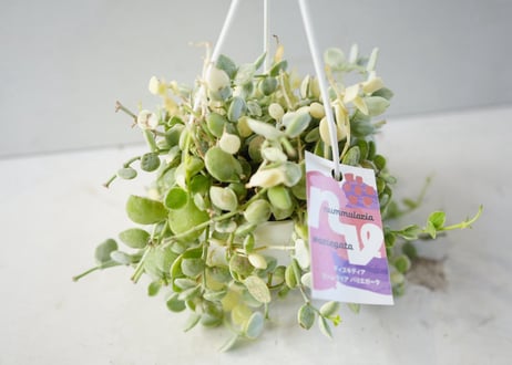 ディスキデア 'ヌンムラリア バリエガータ' 3号（Dischidia nummularia variegata）～丸く愛らしいコイン型の葉に美しい斑～ﾃﾞｨｽｷﾃﾞｨｱ N｡ﾊﾞﾘｴ 多肉植物 3号