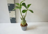 アデニウム 多肉植物 3号｜ぷっくり膨らむ塊根が個性的な「砂漠のバラ」：ｱﾃﾞﾆｳﾑ 多肉植物 3号