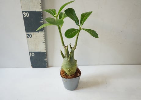 アデニウム 多肉植物 3号｜ぷっくり膨らむ塊根が個性的な「砂漠のバラ」：ｱﾃﾞﾆｳﾑ 多肉植物 3号
