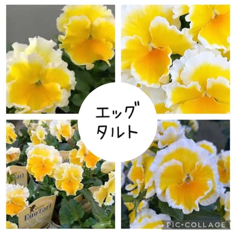 エッグタルト | STORES